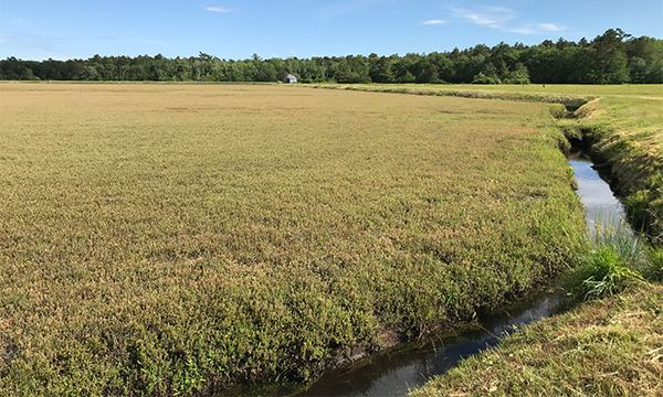 Pixel Grid wide Algae Cranberry 190702